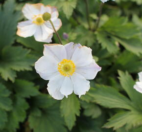 Sasanka 'Elfin Swan' - Anemone hybrida 'Elfin Swan'