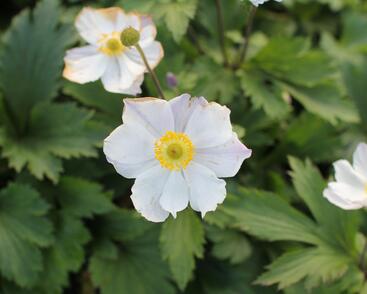 Sasanka 'Elfin Swan'