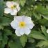 Anemone hybrida 'Elfin Swan'.JPG