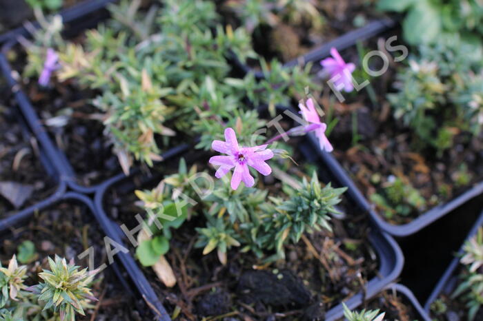 Plamenka šídlovitá 'Fort Hill' - Phlox subulata 'Fort Hill'