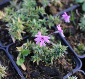 Plamenka šídlovitá 'Fort Hill' - Phlox subulata 'Fort Hill'