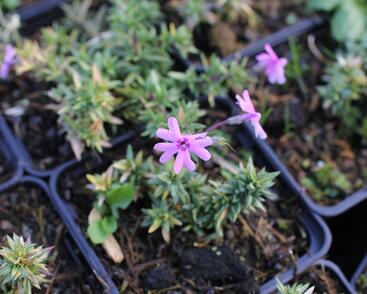 Plamenka šídlovitá 'Fort Hill'