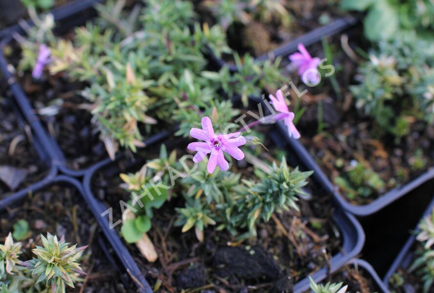 Plamenka šídlovitá 'Fort Hill' - Phlox subulata 'Fort Hill'