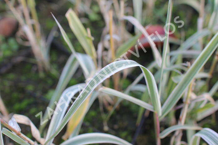 Trsť rákosovitá 'Variegata Compact' - Arundo donax 'Variegata Compact'