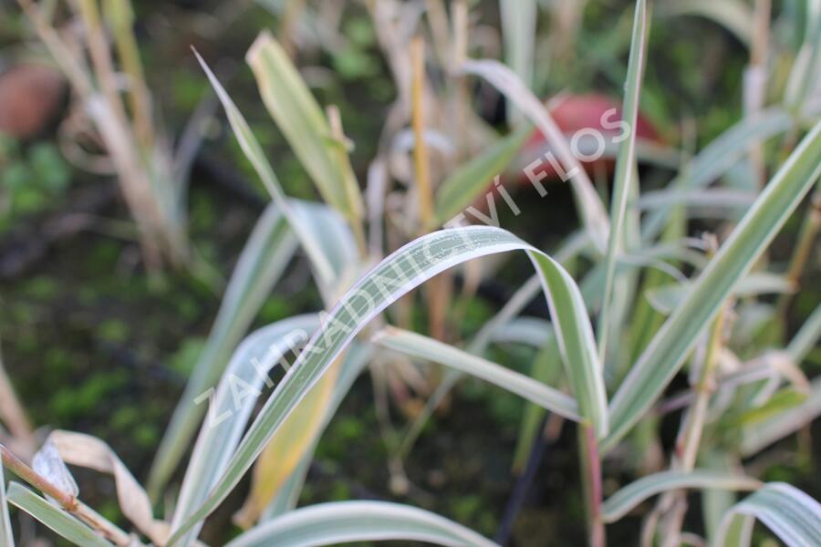 Trsť rákosovitá 'Variegata Compact' - Arundo donax 'Variegata Compact'