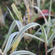 Trsť rákosovitá 'Variegata Compact' - Arundo donax 'Variegata Compact'
