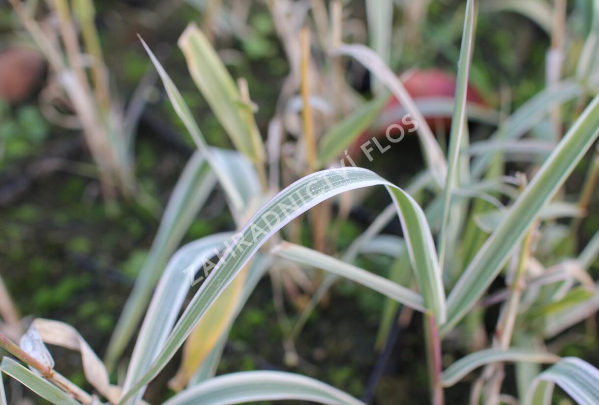 Trsť rákosovitá 'Variegata Compact' - Arundo donax 'Variegata Compact'