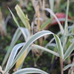 Trsť rákosovitá 'Variegata Compact' - Arundo donax 'Variegata Compact'