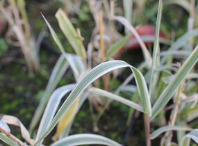 Trsť rákosovitá 'Variegata Compact' - Arundo donax 'Variegata Compact'