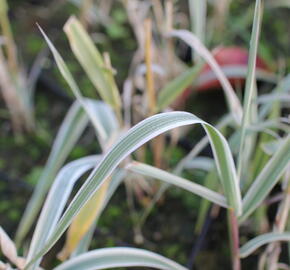 Trsť rákosovitá 'Variegata Compact' - Arundo donax 'Variegata Compact'