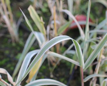 Trsť rákosovitá 'Variegata Compact'