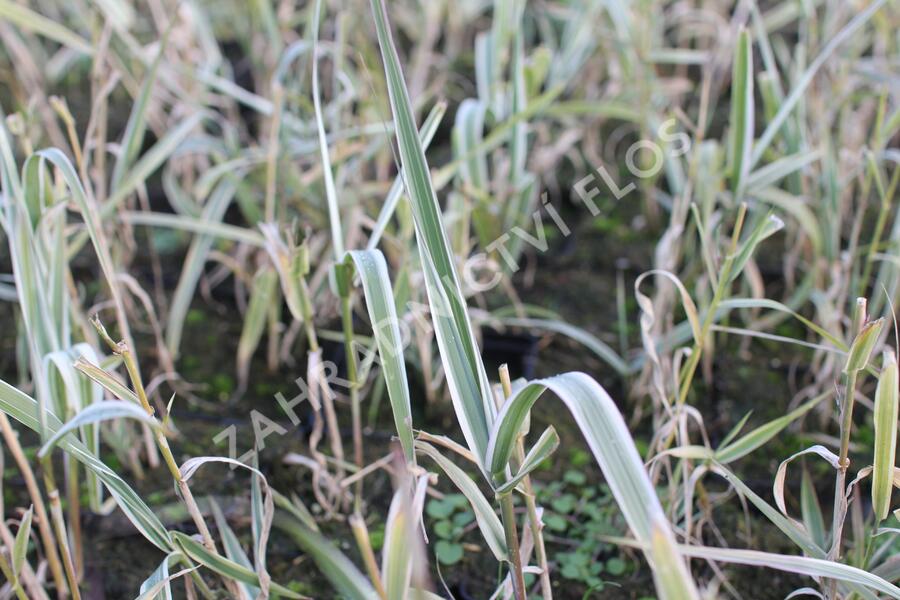 Trsť rákosovitá 'Variegata Compact' - Arundo donax 'Variegata Compact'