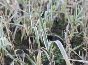 Trsť rákosovitá 'Variegata Compact' - Arundo donax 'Variegata Compact'