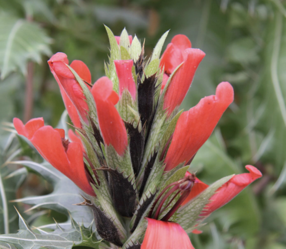Paznehtník senii - Acanthus senii