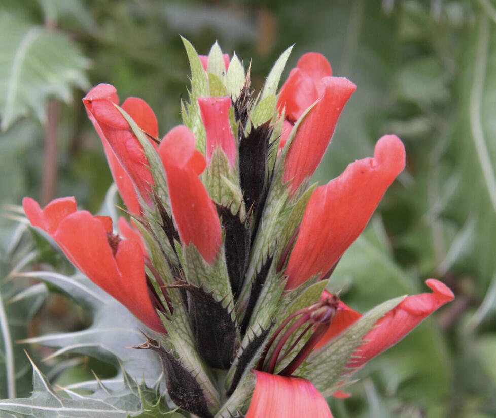 Paznehtník sennii - Acanthus sennii