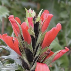 Paznehtník senii - Acanthus senii