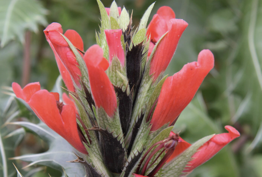 Paznehtník sennii - Acanthus sennii
