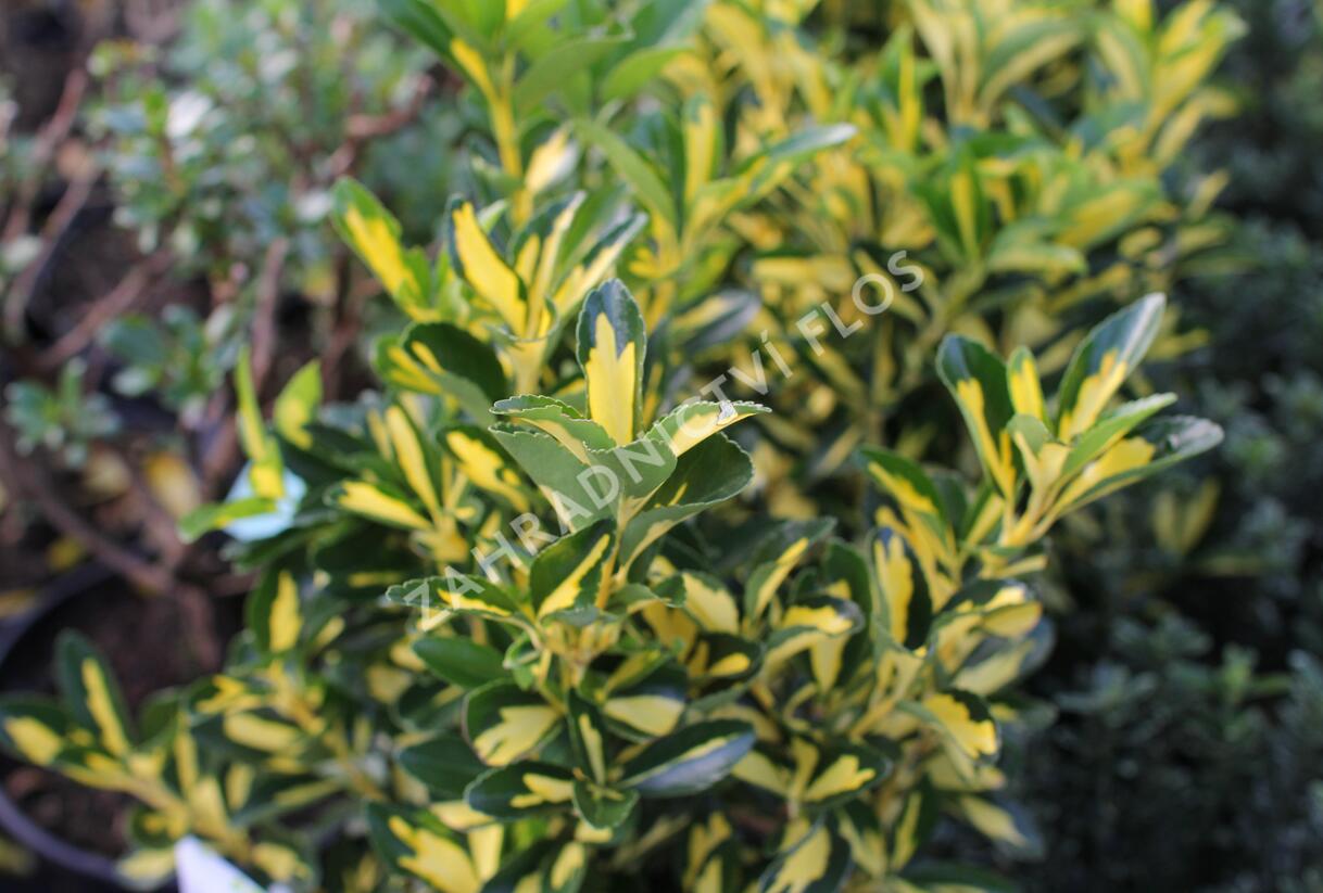 Brslen japonský 'Luna' - Euonymus japonicus 'Luna'