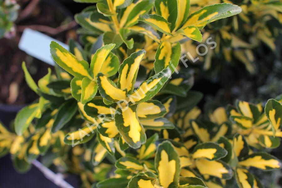 Brslen japonský 'Luna' - Euonymus japonicus 'Luna'