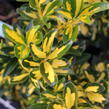 Brslen japonský 'Luna' - Euonymus japonicus 'Luna'