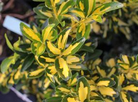 Brslen japonský 'Luna' - Euonymus japonicus 'Luna'