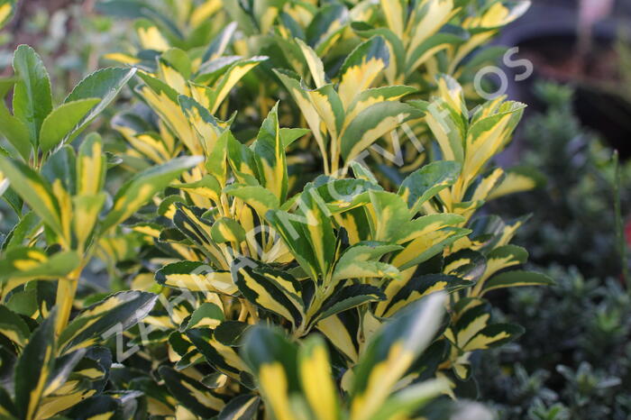 Brslen japonský 'Luna' - Euonymus japonicus 'Luna'