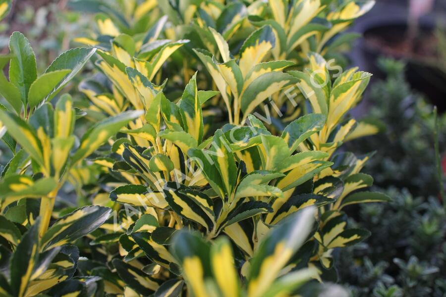 Brslen japonský 'Luna' - Euonymus japonicus 'Luna'