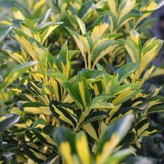 Brslen japonský 'Luna' - Euonymus japonicus 'Luna'