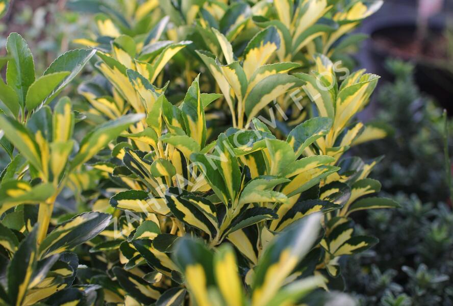 Brslen japonský 'Luna' - Euonymus japonicus 'Luna'