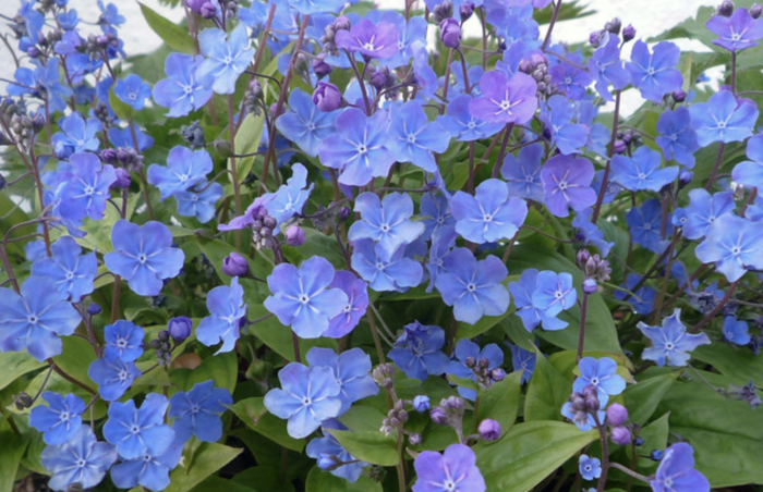 Pupkovec ‘Cherry Ingram’ - Omphalodes ‘Cherry Ingram’