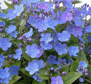 Pupkovec ‘Cherry Ingram’