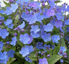 Pupkovec ‘Cherry Ingram’ - Omphalodes ‘Cherry Ingram’