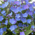 Omphalodes ‘Cherry Ingram’.png