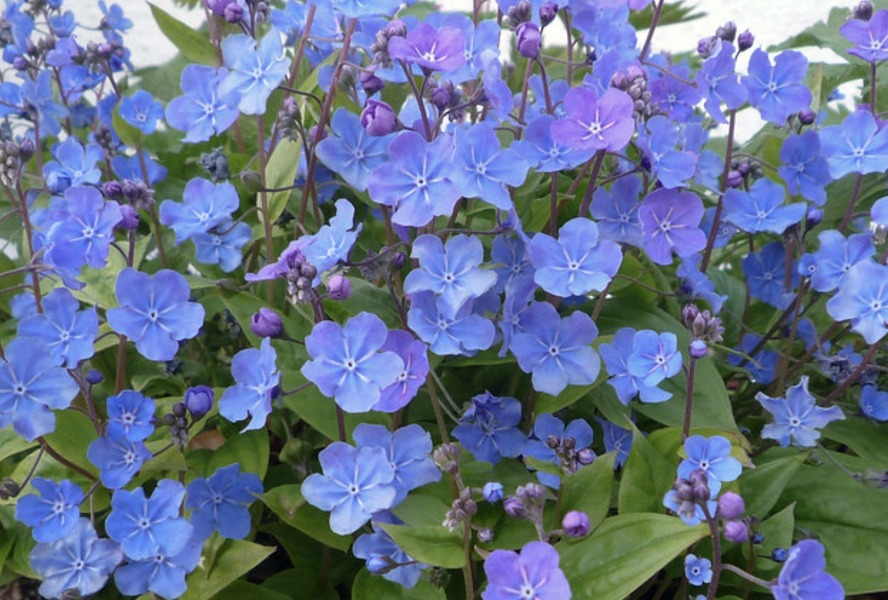 Pupkovec ‘Cherry Ingram’ - Omphalodes ‘Cherry Ingram’