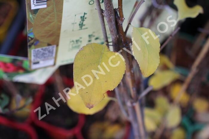 Jesenec okrouhlolistý - Celastrus orbiculatus