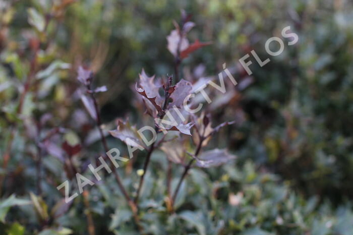 Vonokvětka různolistá 'Purpureus' - Osmanthus heterophyllus 'Purpureus'