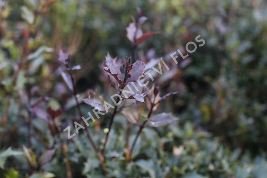 Vonokvětka různolistá 'Purpureus' - Osmanthus heterophyllus 'Purpureus'