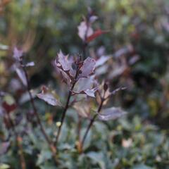 Vonokvětka různolistá 'Purpureus' - Osmanthus heterophyllus 'Purpureus'
