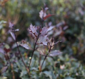 Vonokvětka různolistá 'Purpureus' - Osmanthus heterophyllus 'Purpureus'