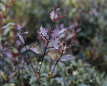 Vonokvětka různolistá 'Purpureus'