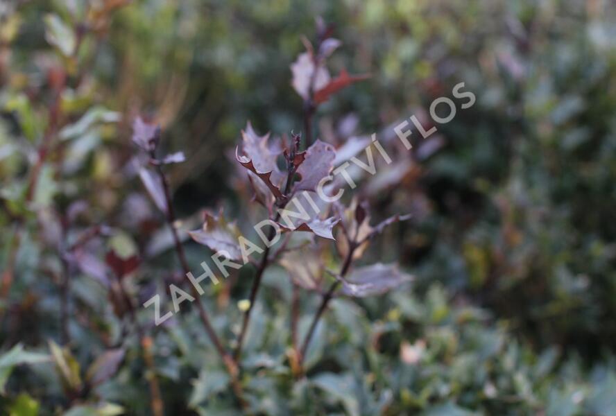 Vonokvětka různolistá 'Purpureus' - Osmanthus heterophyllus 'Purpureus'