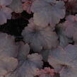 Dlužicha 'Cajun Fire' - Heuchera hybrida 'Cajun Fire'
