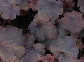 Dlužicha 'Cajun Fire' - Heuchera hybrida 'Cajun Fire'