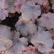 Dlužicha 'Cajun Fire' - Heuchera hybrida 'Cajun Fire'