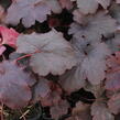 Dlužicha 'Cajun Fire' - Heuchera hybrida 'Cajun Fire'