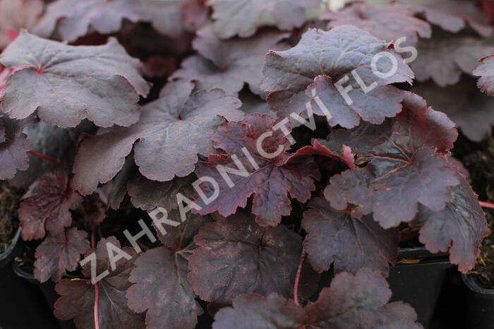 Dlužicha 'Cajun Fire' - Heuchera hybrida 'Cajun Fire'