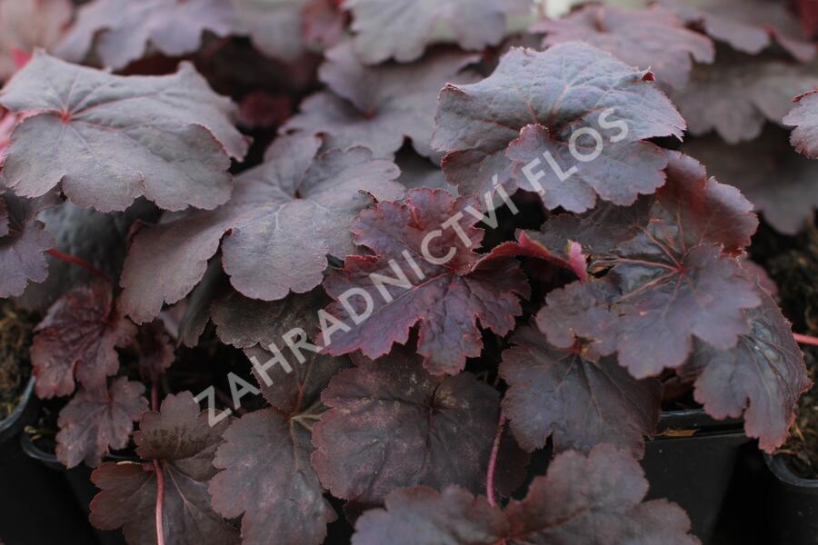 Dlužicha 'Cajun Fire' - Heuchera hybrida 'Cajun Fire'