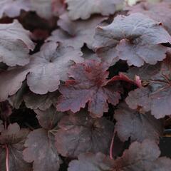 Dlužicha 'Cajun Fire' - Heuchera hybrida 'Cajun Fire'