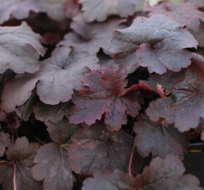 Dlužicha 'Cajun Fire' - Heuchera hybrida 'Cajun Fire'