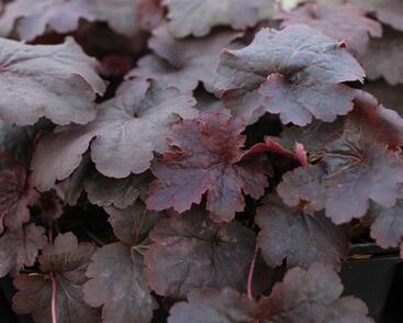 Dlužicha 'Cajun Fire'